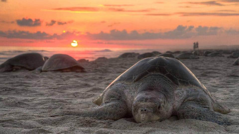 Turtles Nesting Visit (Adventure Activity)