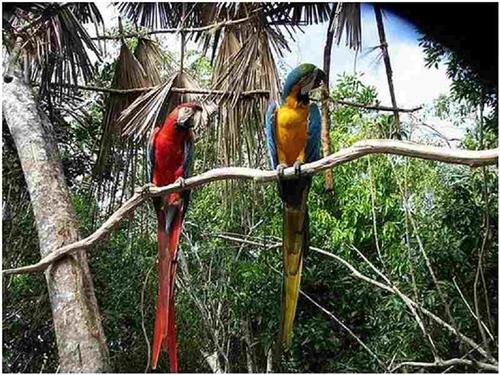 PARROT ISLAND