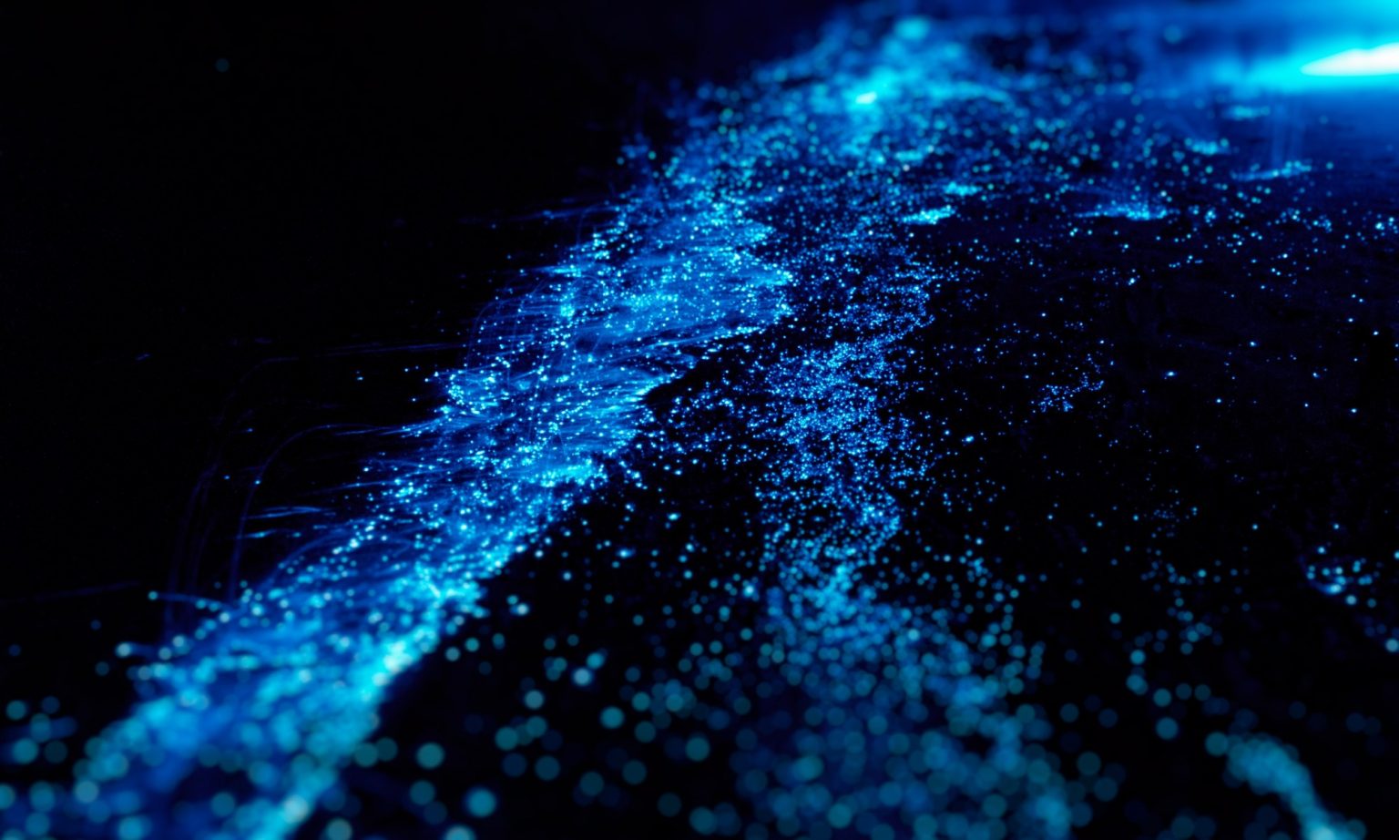 Bioluminescence
