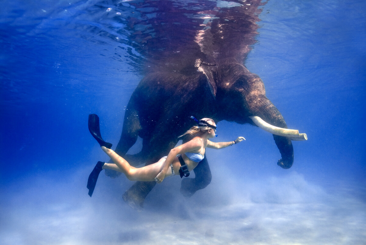 Swimming with Elephants