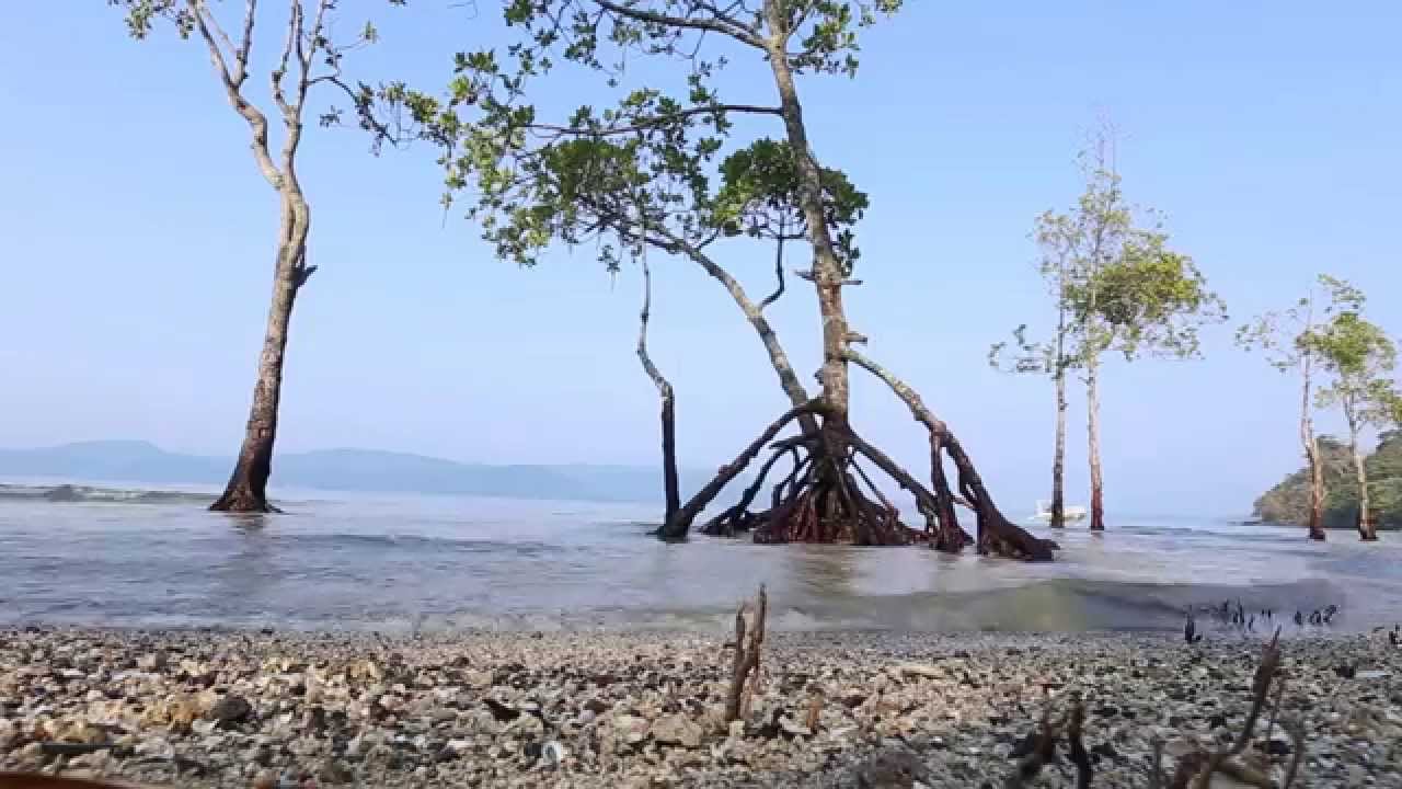 Chidiya Tapu