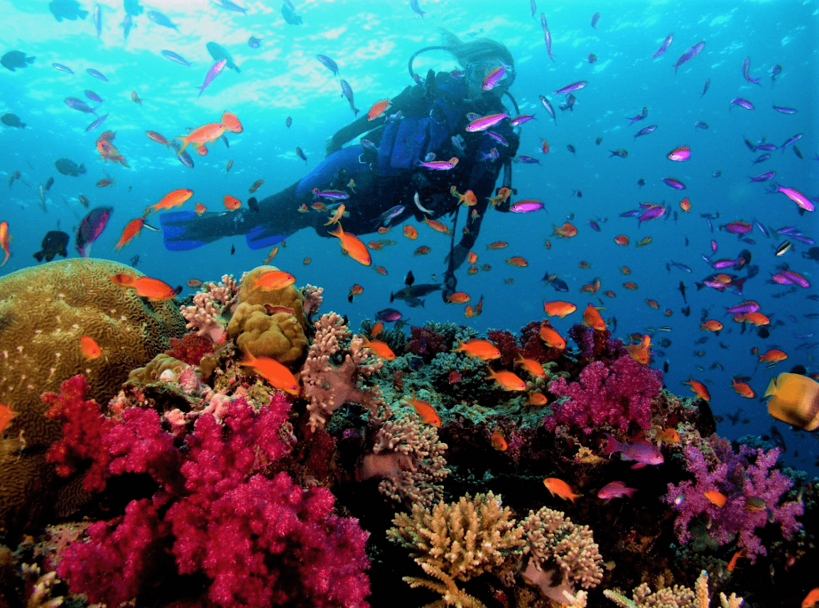 Scuba Diving in Andaman Islands, Book Scuba Diving Tour Package in