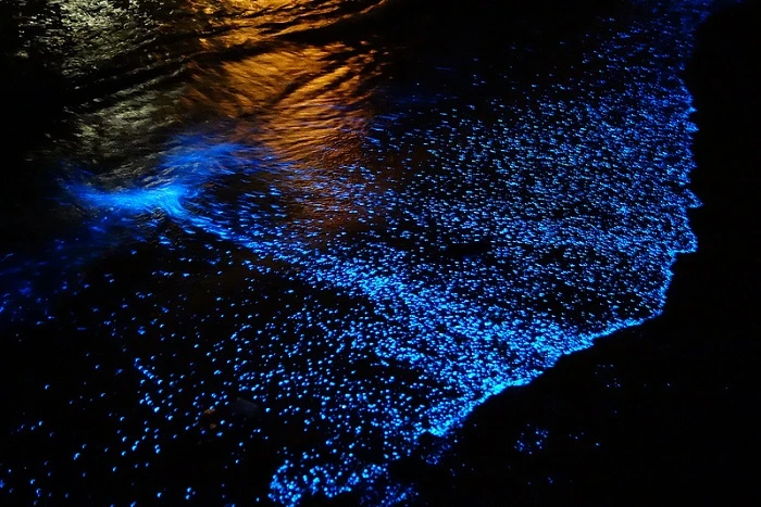 Explore Bioluminescence Night Kayaking in Havelock Island