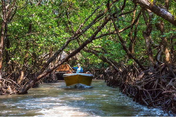 Mangrove Forest at Havelock Island
